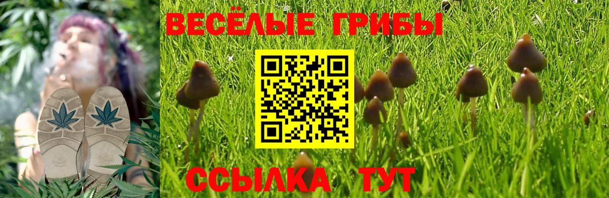 Псилоцибиновые грибы Psilocybe Грязи